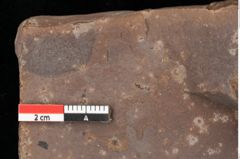 Foto (Detailansicht) von Quercus palaeoilex Ettingshausen (NHMW-GEO-2024-0188-0739)